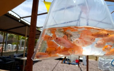 ACUAFASA avanza en la implementación de sistemas demostrativos y consolida la formación comunitaria en acuaponía