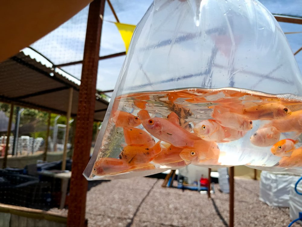 Acuafasa-148 Proyecto Acuafasa