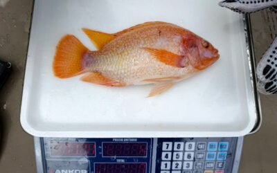 En Semana Santa, familias de La Jagua del Pilar producen pescado desde casa y fortalecen su seguridad alimentaria con acuaponía