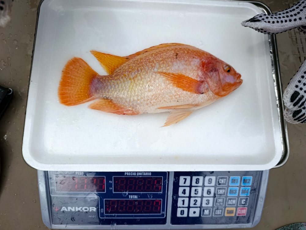 Proyecto Acuafasa Proyecto Acuafasa